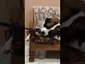 Watch Saint Bernard puppy grow | From 2 Months to 16 Months