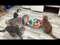 New Funny Animals 😄 Funniest Cats and Dogs Videos 😹🐶 Part 6