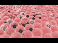 [REVERSE AGING] ★Boost NAD+ Levels + Skin Cell Regeneration★