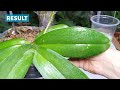 Do this after the Orchid flowers fall, the orchid roots grow immediately |Orchid Care for Beginners