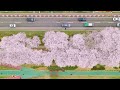 하늘에서 바라본 벚꽃이 만개한 안양천 DJI 드론 인스파이어3