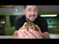 INCREDIBLE TORTOISES YOU SHOULD KNOW!