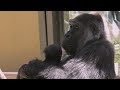 Genki Mama holding a baby gorilla Kintaro is the ultimate happiness [Kyoto City Zoo]