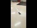 Pigeon in 42nd st Port Authority Bus Terminal