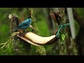 Instant Relief from Stress and Anxiety - Relaxing Music with HD Bird Scenes.