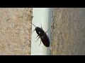 Red flour beetle