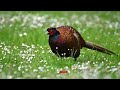 Magnificent male pheasant and his mate