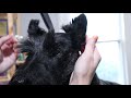 How To Do a Pet Scottie Head | with Master Groomer