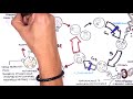 Pharmacology  - Chemotherapy agents (MOA, Alkalating, antimetabolites, topoisomerase, antimitotic )