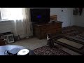 Cats listening to Mozart