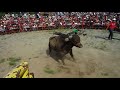 bull ride 7