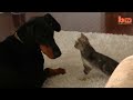 Funny Cats and Dogs Compilation