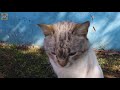 Cat Meowing - Kitten Meowing - Cat Sound Effect