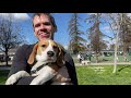 Oliver meets 30 other beagles! [4K]