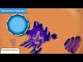 Influenza virus replication Cycle Animation - Medical Microbiology USMLE step 1