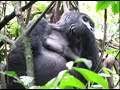A memorable Silverback Gorilla Trek | Bwindi Impenetrable| Wildlife| Adventures | Uganda