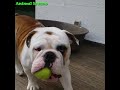 Try not to laugh ❤️ English Bulldogs doing funny things # 02 (2020)| Animal Lovers