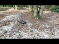 Rc driving in the woods ftx vantage