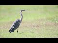 Great Blue Heron on green grass