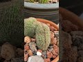 Cacti and Succulents Greenhouse. USDA Hardness Zone 9B