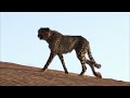 World's Fastest Predators | Episode 4: The Desert | Free Documentary Nature