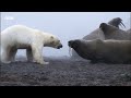 Greatest Fights in the Animal Kingdom Part 3 | BBC Earth