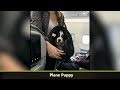 People Captured The Most Adorable Plane Passengers Aboard - cute animal