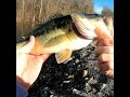 Swim Jigging Winter Bass