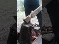 7mins chilling through a 4×4 , raspbowie knife performance test