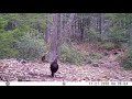2020 Trail Cam Videos- Bushnell Cam on a Deer Scrape