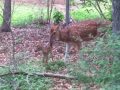 New born baby,deer family part 1