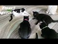 Our 16 Cats React to NEW TOY! Smart Cat Ball