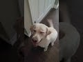 Doggie enjoys a treat 🐶