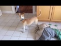 Dog gets stuck inside his bed