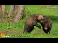 Wild Adventure Africa's 4K 🐆Discovery Relaxation Marvelous Animals
