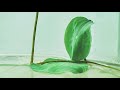 Mini Lotus Seed Growing Timelapse Vlog - 23 Days