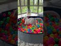 Dogs Have Fun Playing With 1000 Balls