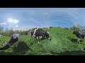 Cows are out on a Wisconsin Farm  | 360° VR