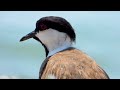 8K Birds World - Amazon Rainforest Birds and The Most Beautiful Birds  8K ULTRA HD (60 pfs )