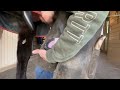 Full horse hoof restoration