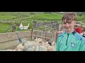 Im done with farming, #farm #farmer #lambs #cows #tractors #irish #ireland #cuteanimals #lambing