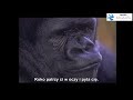 Rozmowa z gorylicą Koko w języku migowym - NAPISY PL