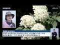 흰 눈꽃 내려앉은 봄 길…상춘객 북적 / KBS  2024.05.03.