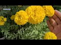 My simple secret to grow MARIGOLD flower plant at home, How to grow Marigold