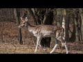 Amsterdamse Waterleiding duinen 2013