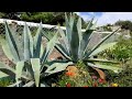 I found these giant agaves growing by the beach!