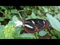 Beautiful Rainforest Butterflies