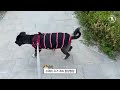 [vlog] 강아지 고양이의 행복 브이로그 | 합사 6년차 | 상주견과 상주묘🐶😾