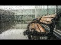 Relaxing Rain Sounds for Sleep and Study | Peaceful Outdoor Rainstorm Ambience |