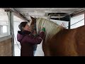 Equestrian Rides the Jutland Draft Horse in Denmark